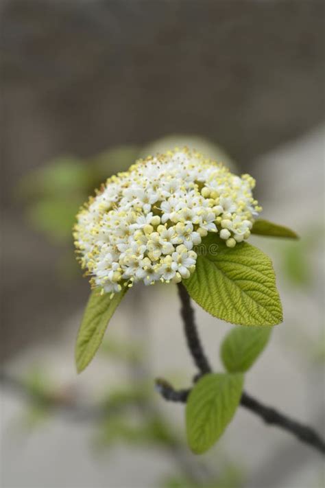 Viburnum Alleghany stock image. Image of yellow, shrub - 253475387