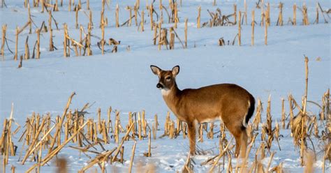 By The Numbers Odnr Releases 2021 22 Deer Harvest Totals