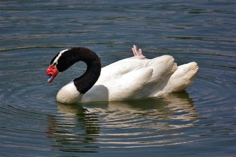 Cisne De Cuello Negro Aves Exóticas