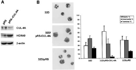 CUL 4A Knockdown By RNAi Resulted In Increased HOXA9 Levels And