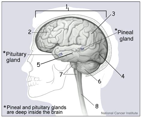 Cerebrum Easy Simple Brain Diagram How To Draw A Brain 14 Steps With