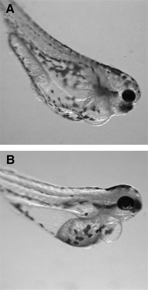 Effects Of Nitrite On Development Of Embryos And Early Larval Stages Of