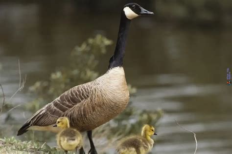 Canadian Geese Migration Secrets Uncovered