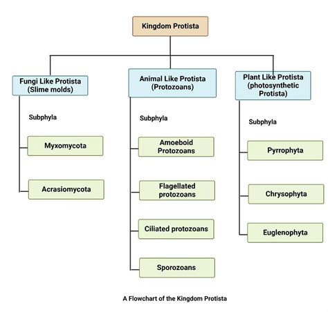 Kingdom Protista Characteristics And Examples