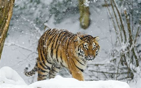 Tigre Nieve Caminar Depredador Fondo De Pantalla Hd Wallpaperbetter