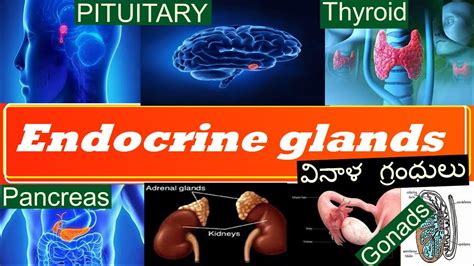 Endocrine Glands 10th Class Biology Youtube