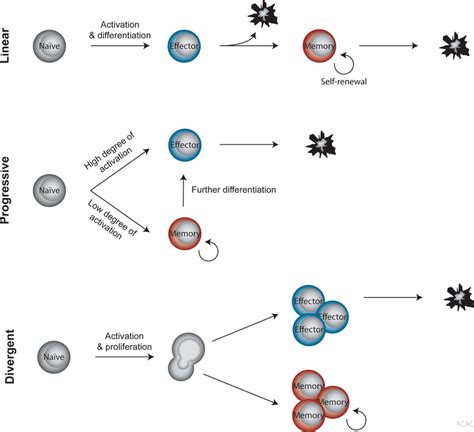 Three Proposed Models For Memory T Cell Differentiation In The Linear