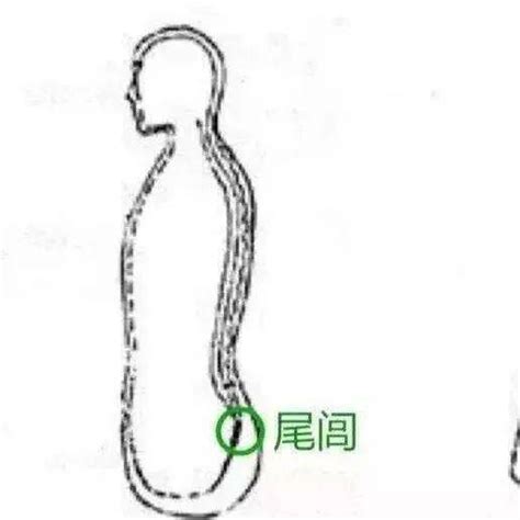 内家拳秘不多传之密尾闾四部功功法尾骨体系