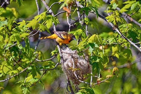 10 Fun Facts About the Baltimore Oriole | Audubon
