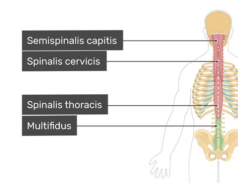 Multifidus Muscle Origin And Insertion