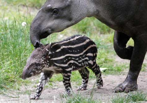 Newborn Baby Tapir Struts In Stripes