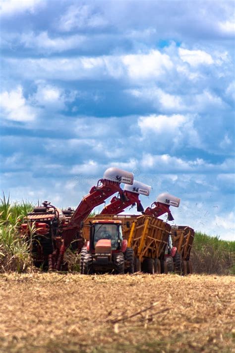 Sugar Cane Harvesting in Brazil Editorial Stock Photo - Image of crop, grow: 241073698