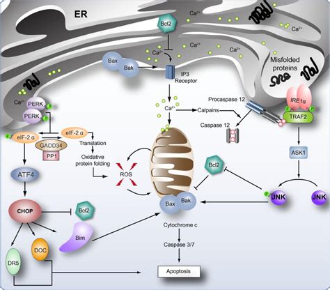 Er Stress Induced Apoptosis Sustained Er Stress Is Associated With