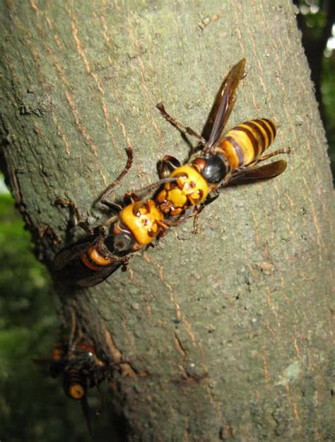 Top 10 Deadliest Insects In The World The Mysterious World