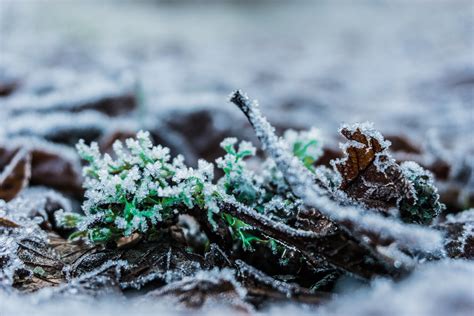 Banco De Imagens Rvore Agua Natureza Floresta Ramo Neve Frio