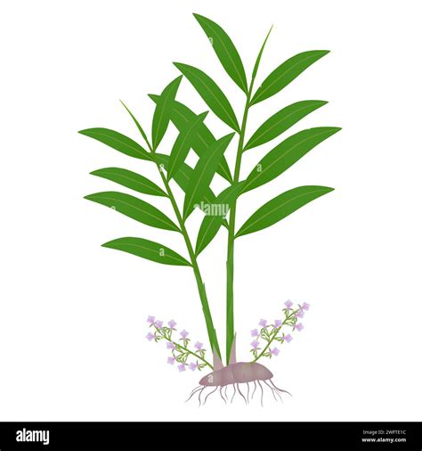 Cardamom plantation Stock Vector Images - Alamy