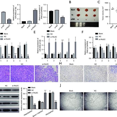 The Role Of FALEC Knockdown In Vivo A FALEC MiR 203b And PIM3