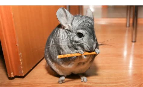 Do Chinchillas Have Hands Everything You Need To Know Petsbuilder