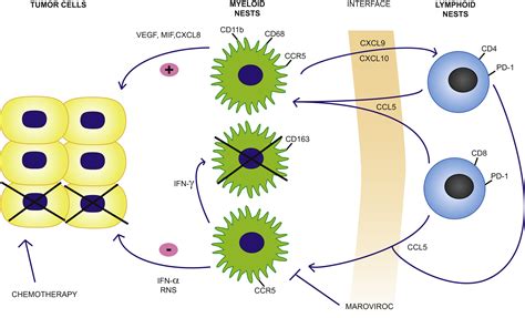 Interfering With Ccl5 Ccr5 At The Tumor Stroma Interface Cancer Cell