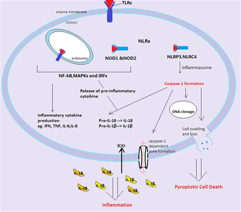 Difference Between Apoptosis and Pyroptosis | Compare the Difference ...