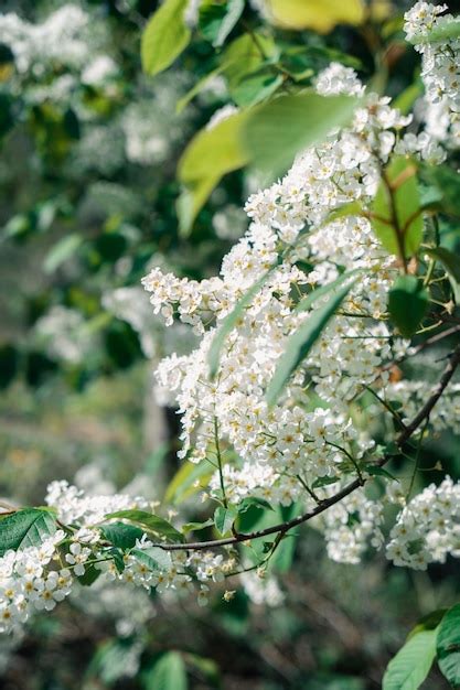 Premium Photo | Bird cherry flowers