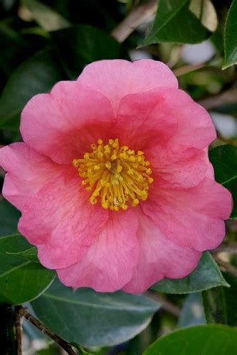 Buy The Best Cold Hardy Camellia Plants That Will Grow In Usda Zone 6