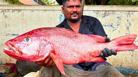 KASIMEDU FAST SELVAM RED SNAPPER FISH CUTTING IN KASIMEDU HD