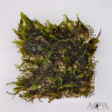 Fissidens Fontanus Moss Aqua Imports