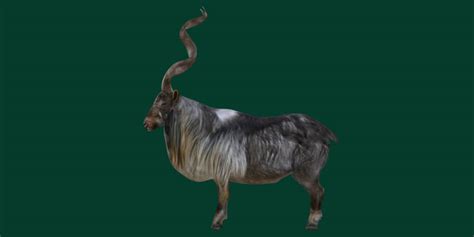 Markhor Wild Goat - 3D Model by Nyilonelycompany