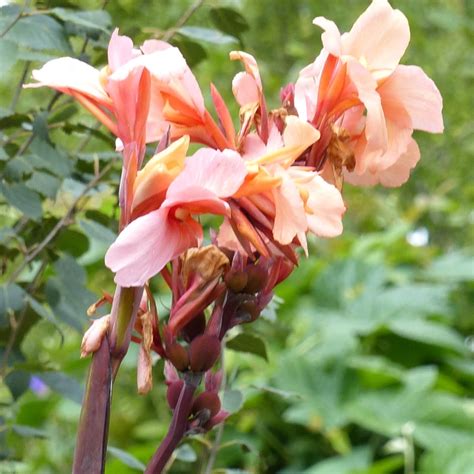 Canna Balisier Plantation Culture Et Entretien Nos Conseils