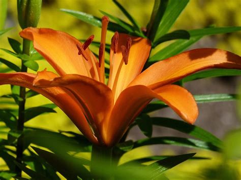 Orange Tiger Lily | Creazilla