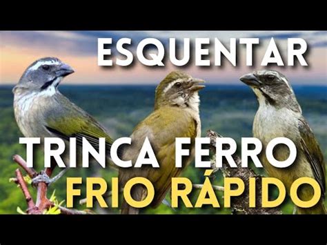 DUVIDO SEU TRINCA FERRO NÃO CANTAR FAZ ABRIR O CANTO DE TRINCA