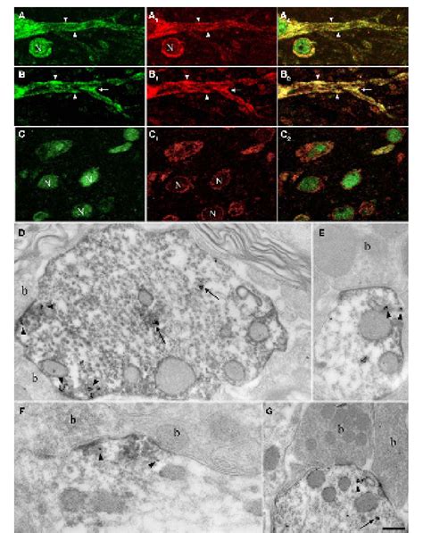 Figure 5 From Frontiers In Neural Circuits Neural Circuits Semantic Scholar