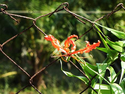 Tamil Nadu State Flowers Name In | Best Flower Site