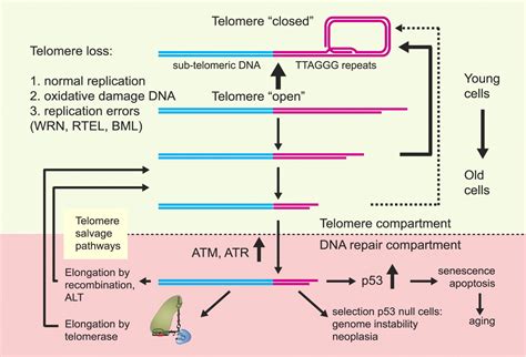 Telomeres And Aging Physiological Reviews