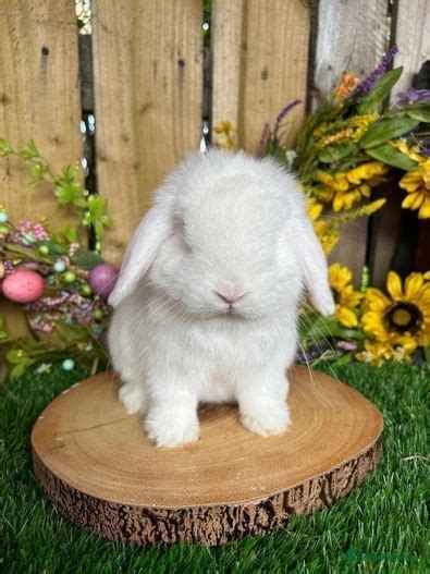 Purebred Mini Lop Bunny For Sale In Carlisle Pets4homes