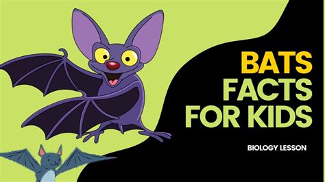 Facts On Bats For Kids Habitats Species Diet Youtube