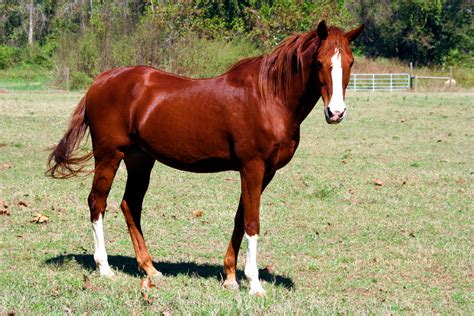 A Horse Of Course And Rabbits Too Pretty Pictures Of Horses