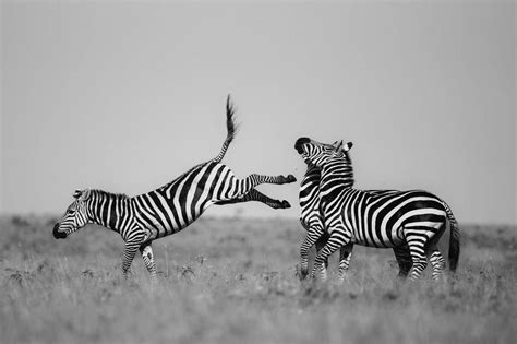 Wildlife photography exhibition opens in London | Discover Animals