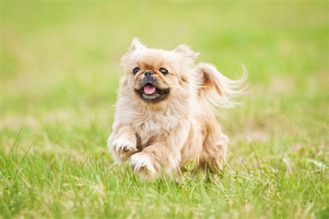 Top 11 Pekingese Breeders In The US