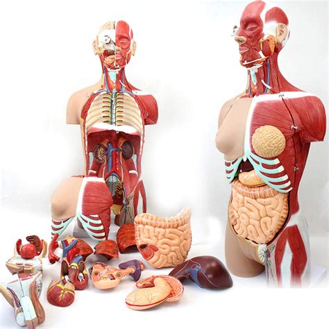 Buy 4D Torso Anatomical Assembly Model Of Human Organs Model Toy Torso