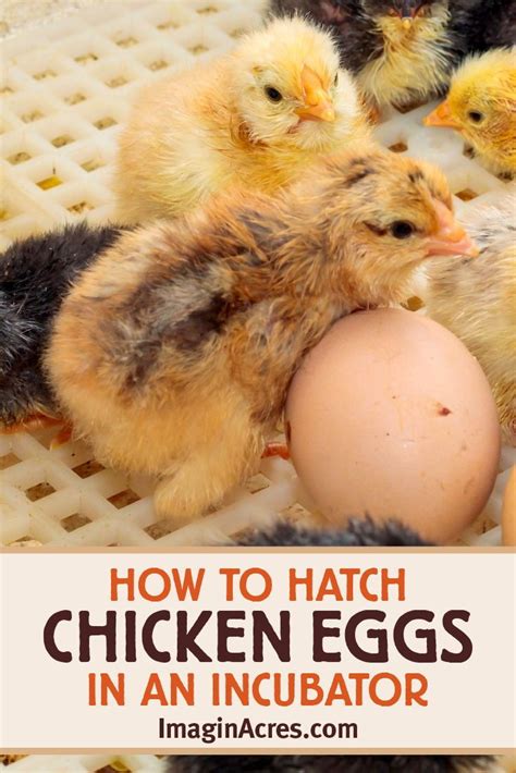 Incubating Eggs How To Hatch Chicken Eggs Using An Incubator Artofit