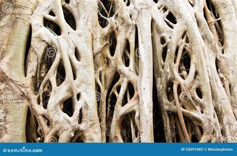 Strangler Fig Tree Roots Background Close Up Stock Photography Image