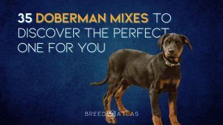 35 Doberman Mixes To Discover The Perfect One For You