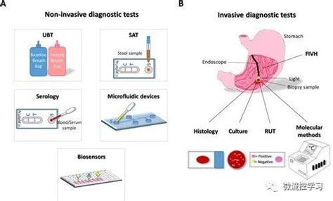 幽门螺杆菌HP的研究和检测技术 知乎