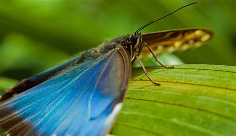 Spotlight The Blue Morpho Natural History Museum