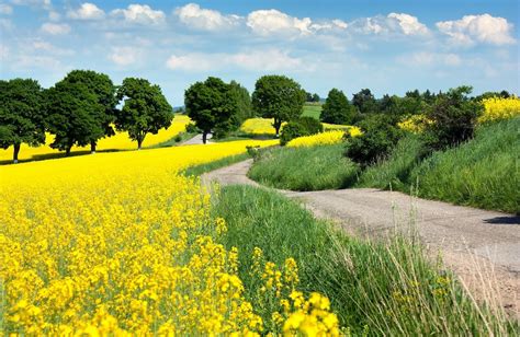 Download Yellow Flower Tree Spring Flower Nature Field Wallpaper