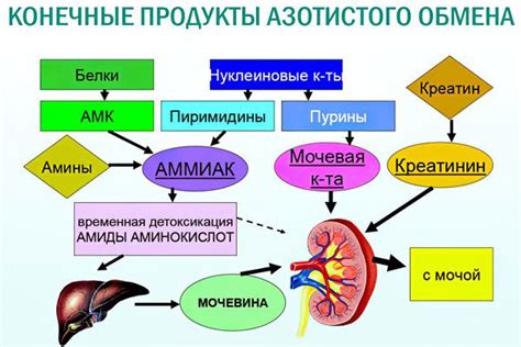 Causes of a decrease in urea in the blood – Healthy Food Near Me