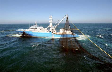 Méditerranée la pêche du thon rouge sous surveillance