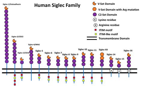 Cells Free Full Text Siglecs In Brain Function And Neurological